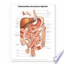 Libro DISEASES OF THE DIGESTIVE SYSTEM ANATOMICAL CHART